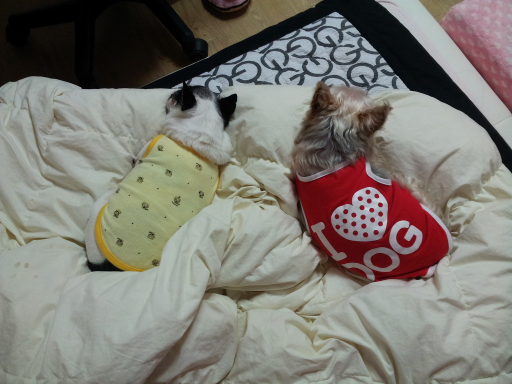 카니 이미지