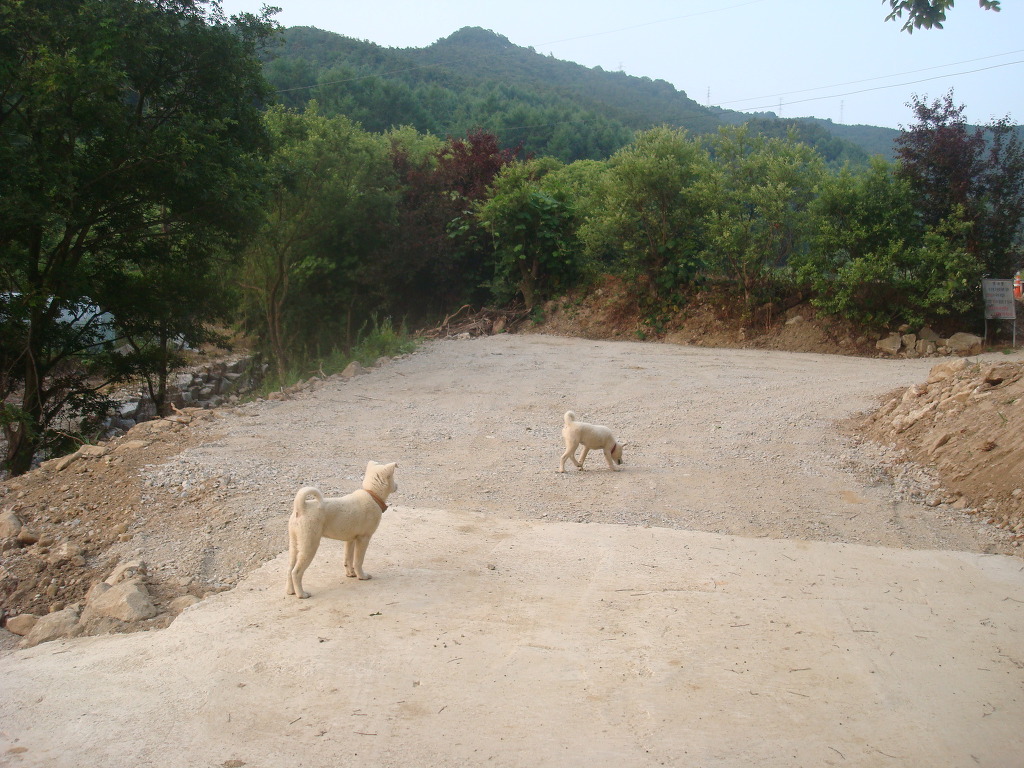 금상첨화 이미지