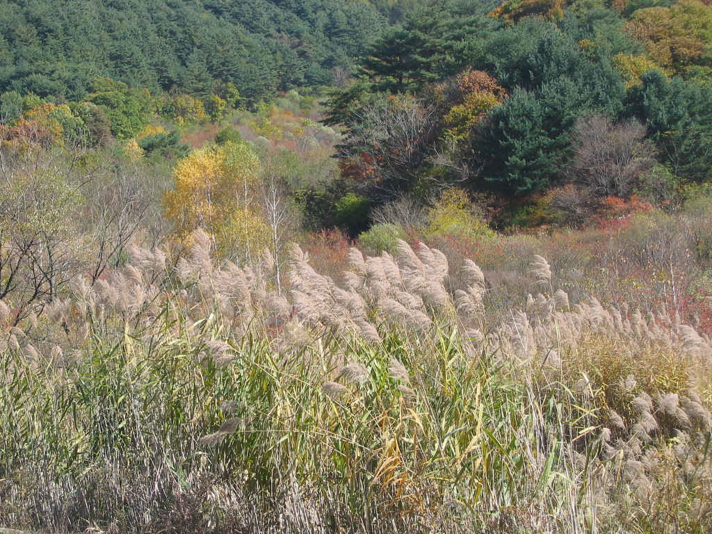 샬레스위스 이미지