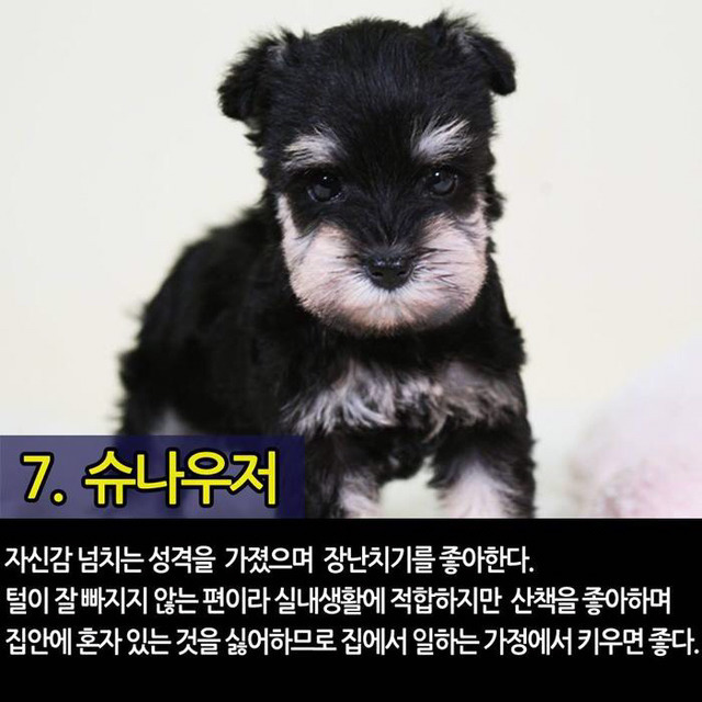 실내에서 키우기 좋은 반려견 TOP7 | 인스티즈
