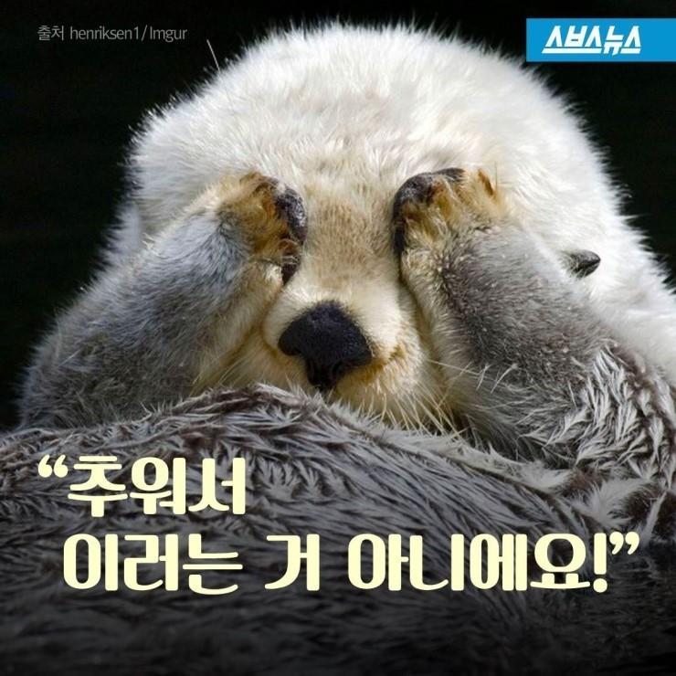 해달 이미지