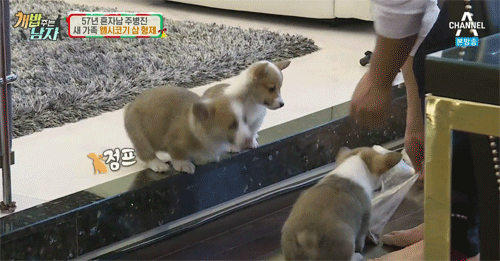 짧은 다리가 매력적인 웰시코기.gif | 인스티즈
