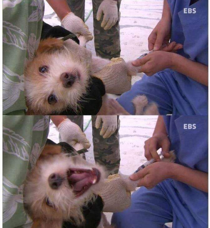 나는 아직 살수 있는데 왜 죽으라하나요 | 인스티즈