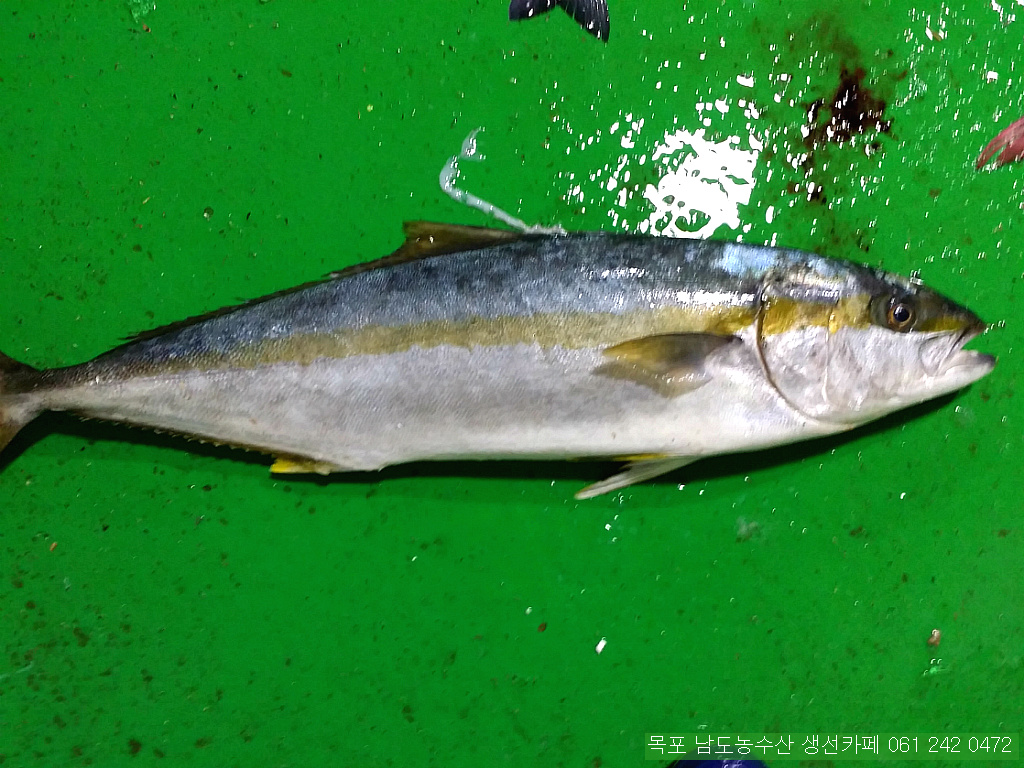 금당롯지 이미지