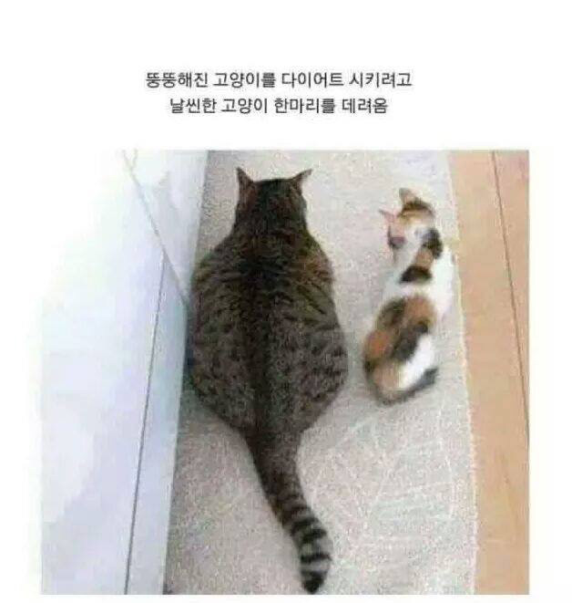 너랑내가 같이 다이어트하면 안되는 이유 | 인스티즈