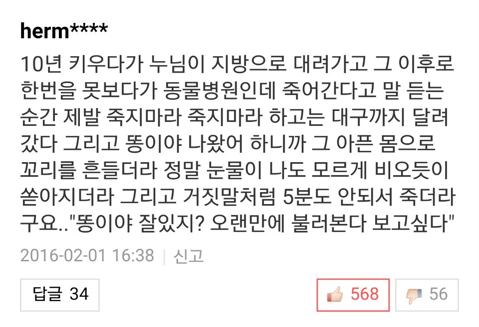 반려견과 이별한 사람들의 댓글.jpg (슬픔주의) | 인스티즈