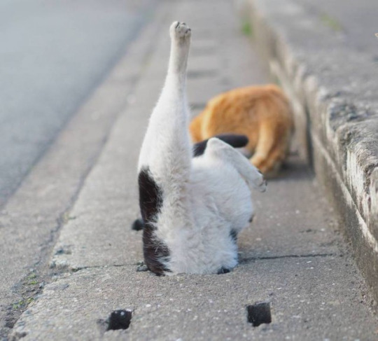 구멍속으로 들어가는 고양이들 | 인스티즈