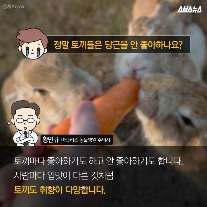  토끼가 당근을 못 먹는다고요? | 인스티즈