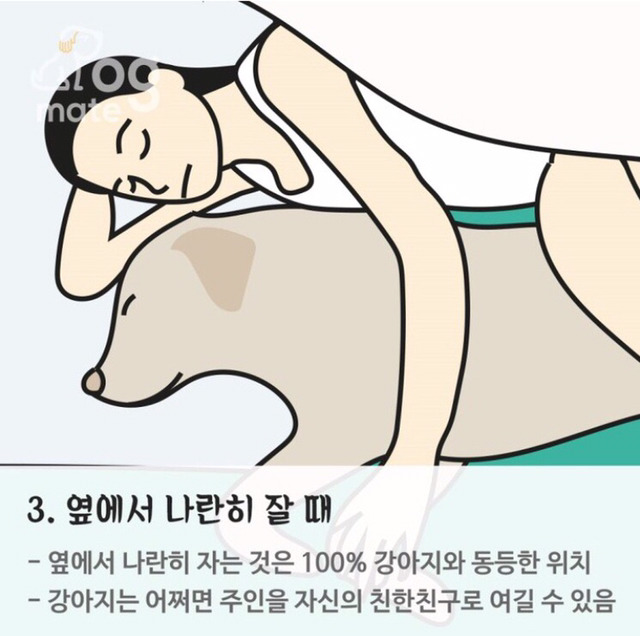 자는 자세로 보는 나와 강아지의 관계 | 인스티즈