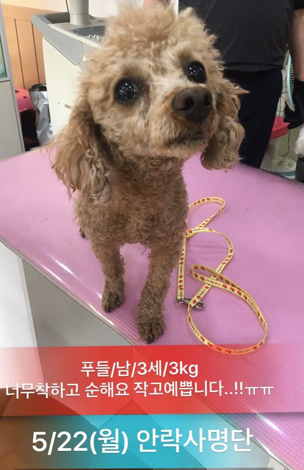 이틀 뒤인 22일 안락사 명단이야.. 너무 이쁜아가들 밖에 없어.. 한번만 도와주라.. | 인스티즈