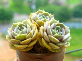 더올리브 이미지