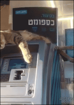 냥아치 모음 gif | 인스티즈
