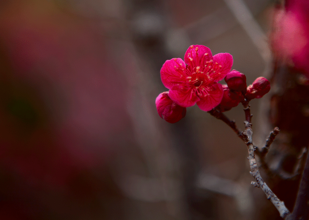 산홍 이미지