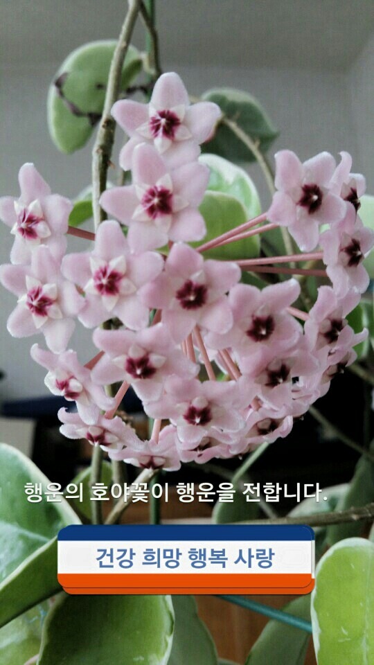 행운 이미지