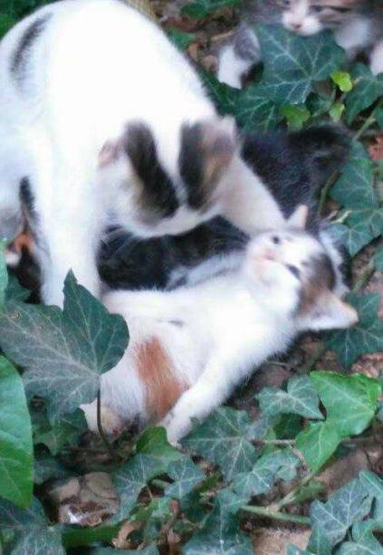 나만 없어 고양이 나만... | 인스티즈