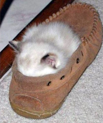 고양이 액체설.jpg | 인스티즈