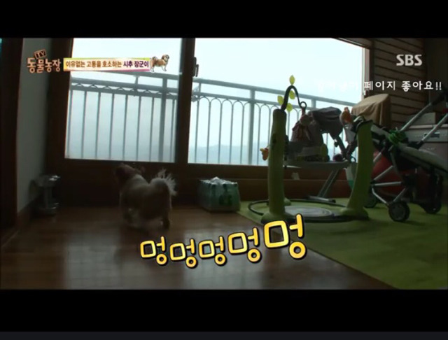 관심받기위해 꾀병부리는 멈무이 8ㅅ8 넘나 귀여운것..! | 인스티즈