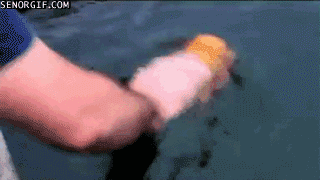 사람과 교감하는 동물들.gif (feat.신기함) | 인스티즈