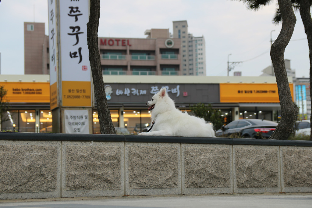 바보형제쭈꾸미 이미지