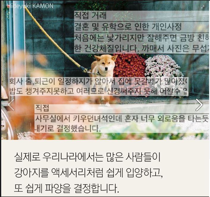 더 이상 한국에 시바견을 분양하지 않으려 합니다.jpg | 인스티즈
