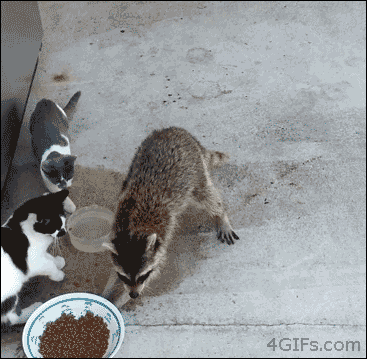 미국에서의 너구리 이미지.gif | 인스티즈