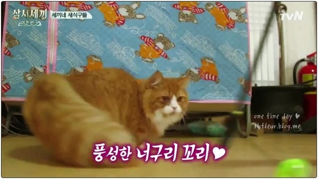 심쿵주의 삼시세끼 윤균상 반려묘 쿵이와몽이 심쿵주의 | 인스티즈