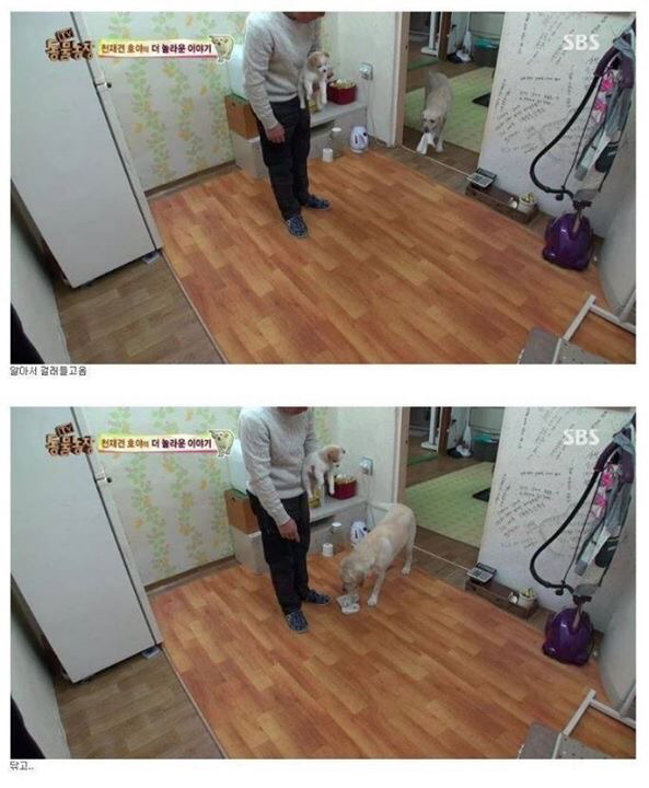 동물농장에 나온 역대급 천재 개ㄷㄷ | 인스티즈