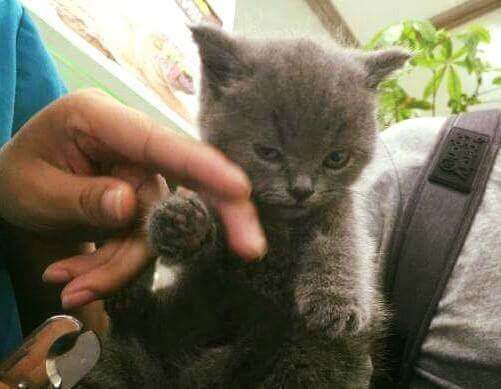 강아지와 고양이의 발톱 깎을때 차이 | 인스티즈