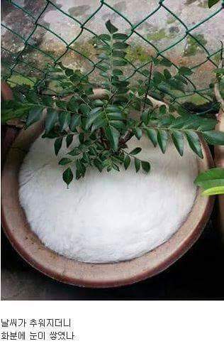 화분에 눈이? | 인스티즈