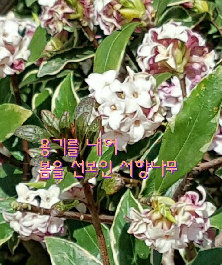 서향 이미지