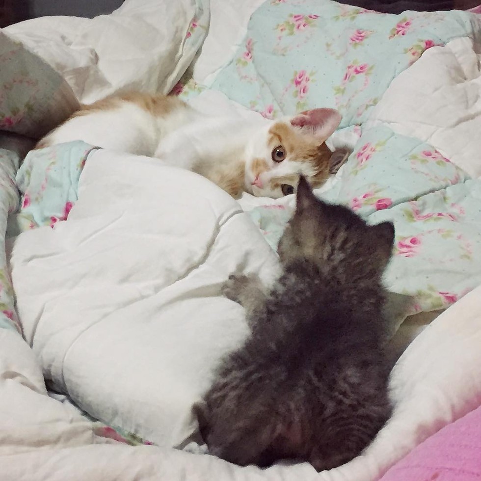 집사가 데려온 아가냥이를 내새끼처럼 보살피는 냥햏.jpg | 인스티즈