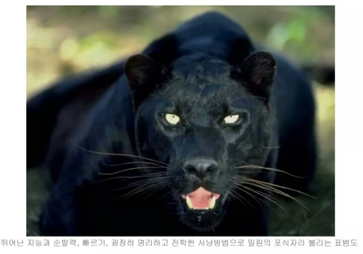 숨길수없는 고양이과의 본능 | 인스티즈