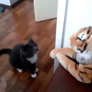 호랑이 사냥하는 냥이.gif | 인스티즈