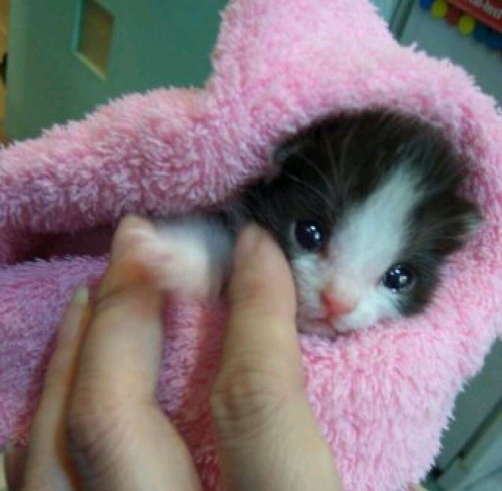 쮸쮸니 이미지