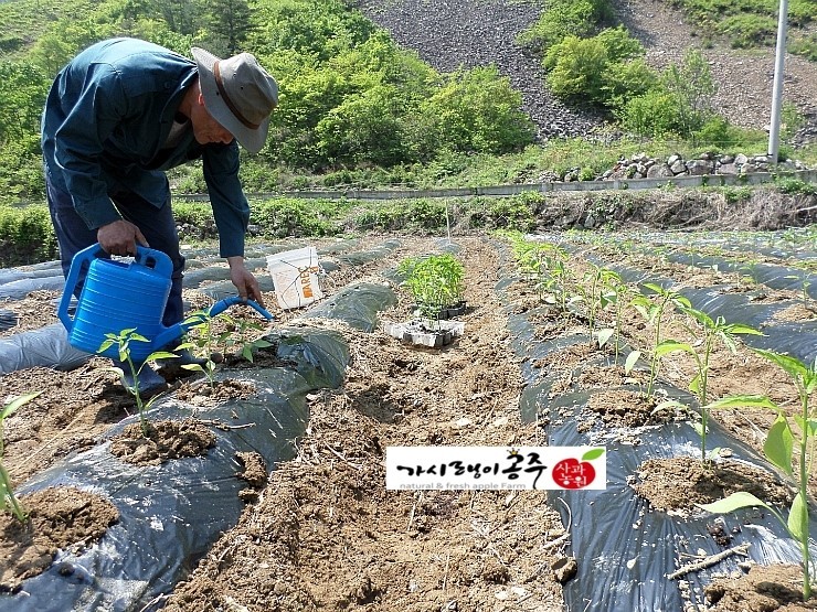 가시랭이사과농원 이미지