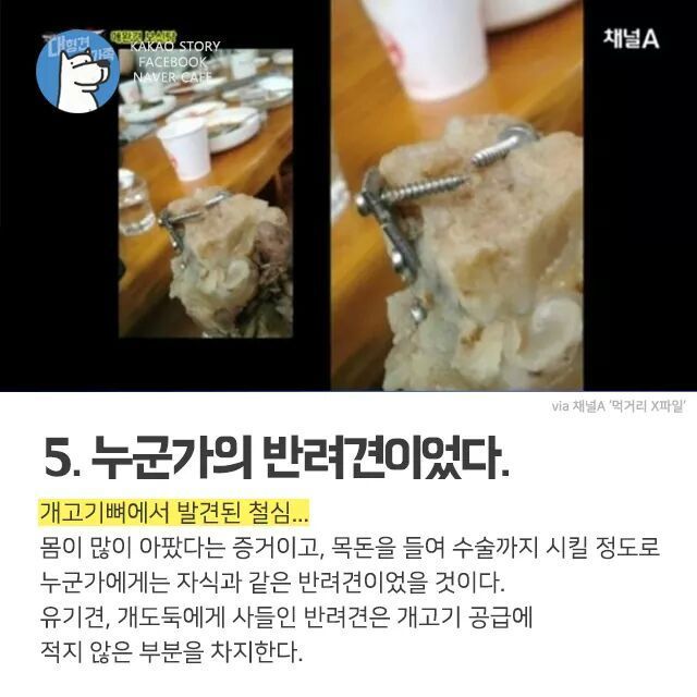 개고기를 먹지말아야 하는 설득력있는 이유 | 인스티즈
