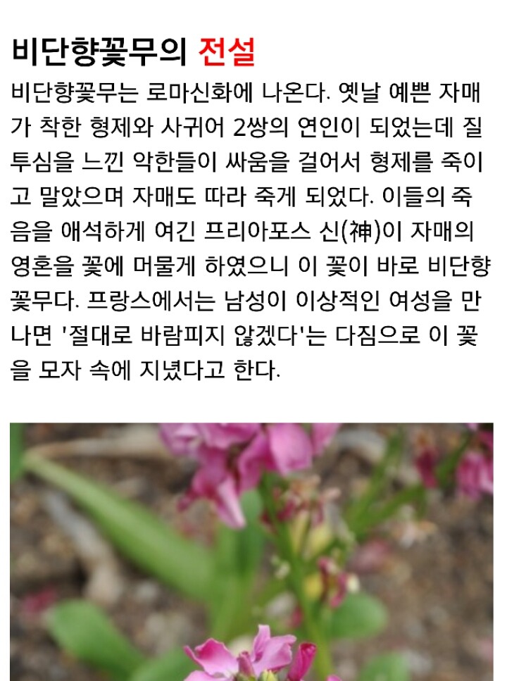 비단향꽃무 이미지