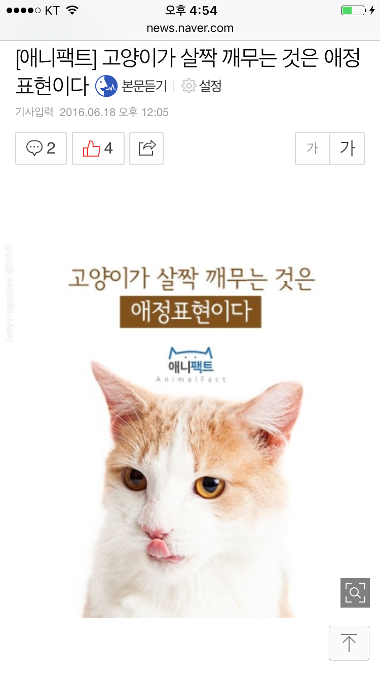 [애니팩트] 고양이가 살짝 깨무는 것은 애정표현이다 | 인스티즈