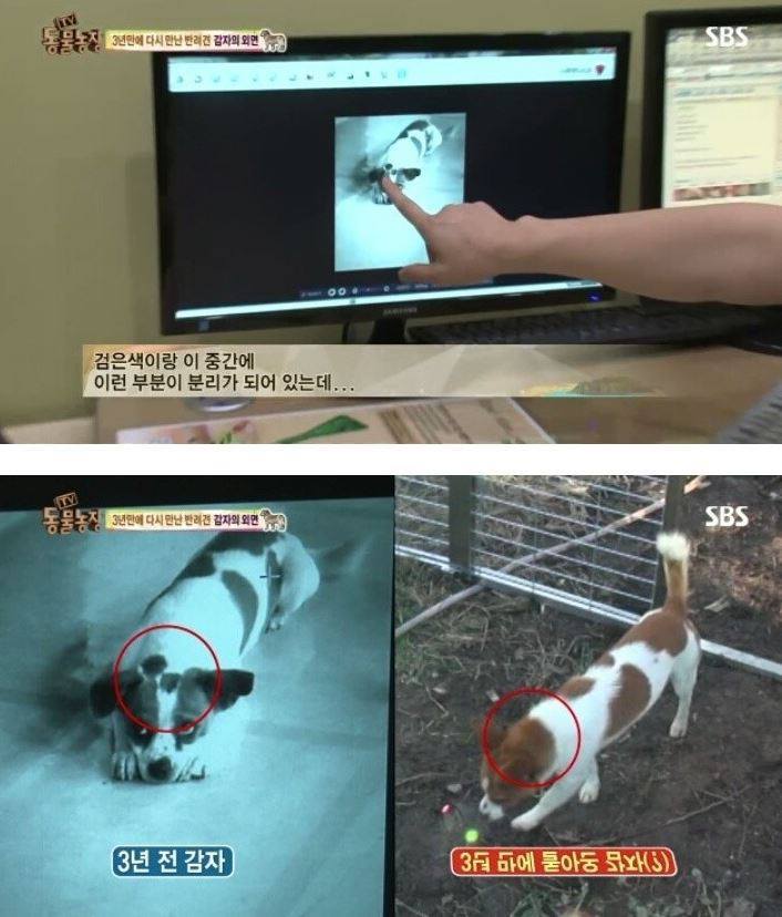 잃어버린 개를 3년만에 찾은 아저씨 | 인스티즈