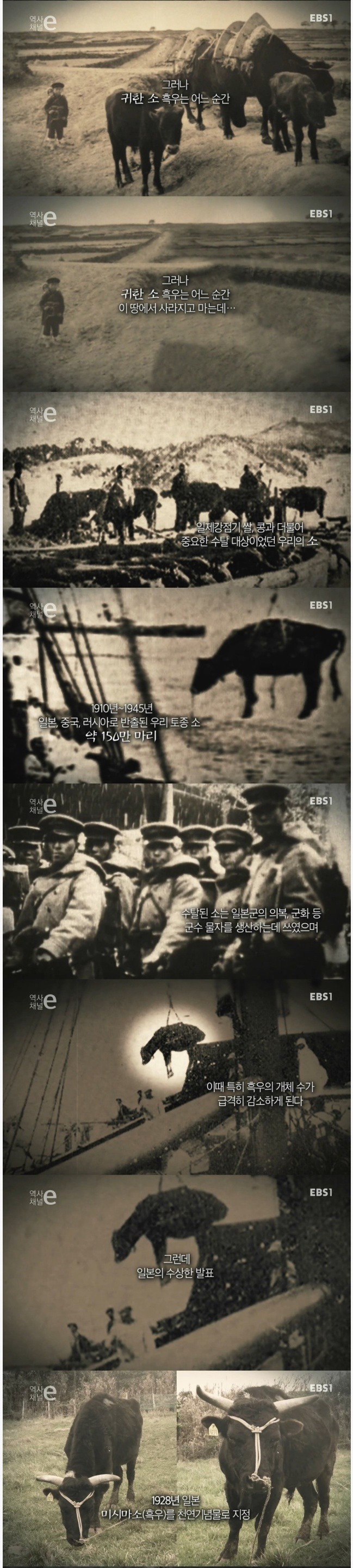 일본이 강탈해간 한국토종 흑우 | 인스티즈