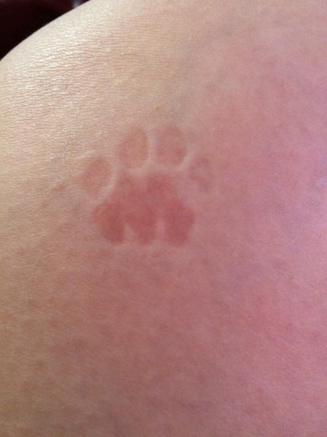 고양이가 집사(노예)에게 찍는 인장 | 인스티즈