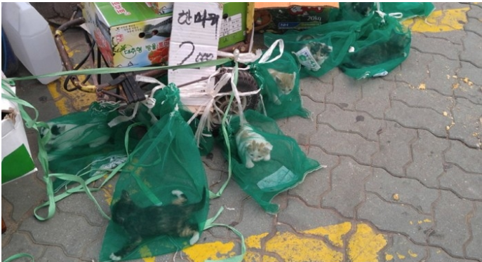 고양이 한 마리 2000원 | 인스티즈