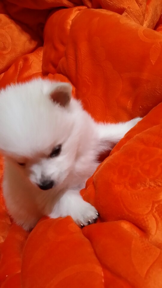 우리집 꼬물이.jpg (* 심장 터짐 각오하고 들어오시길) | 인스티즈