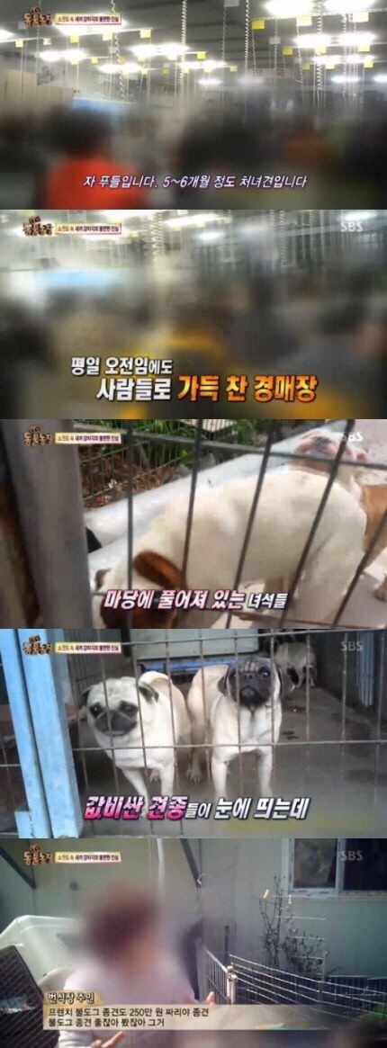 [TV동물농장] 강아지 공장 | 인스티즈