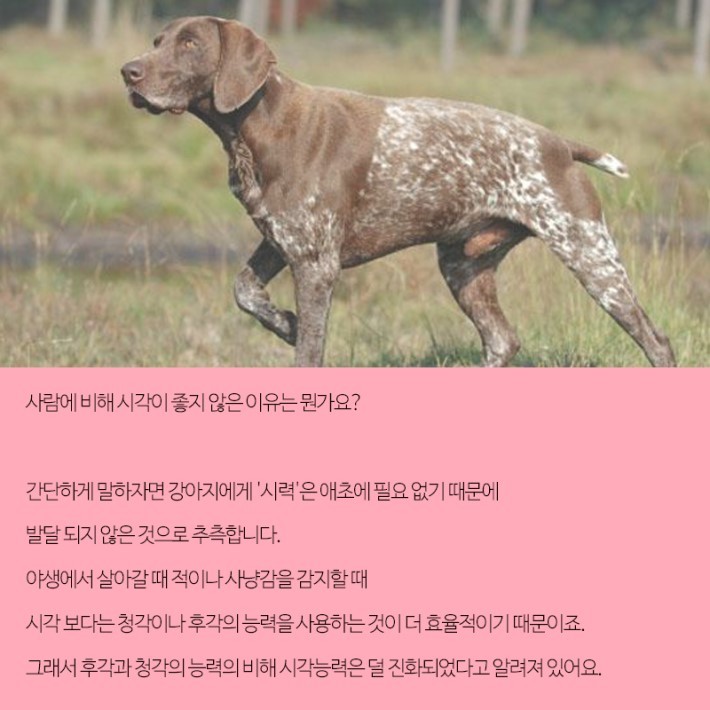 강아지가 보는 세상 | 인스티즈