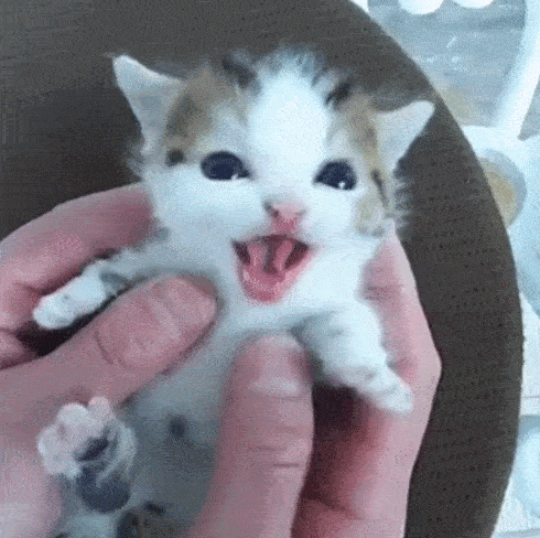 아기 고양이 vs 강아지.gif | 인스티즈