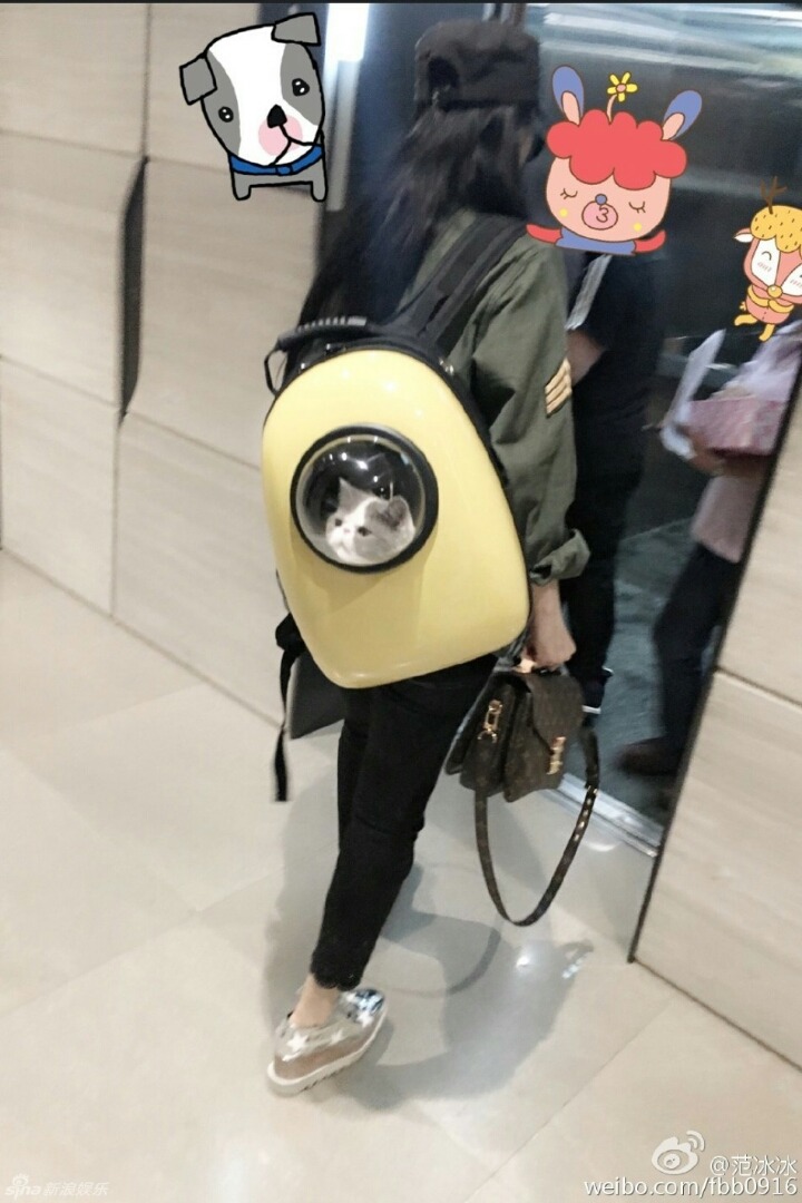 판빙빙 고양이.jpg | 인스티즈
