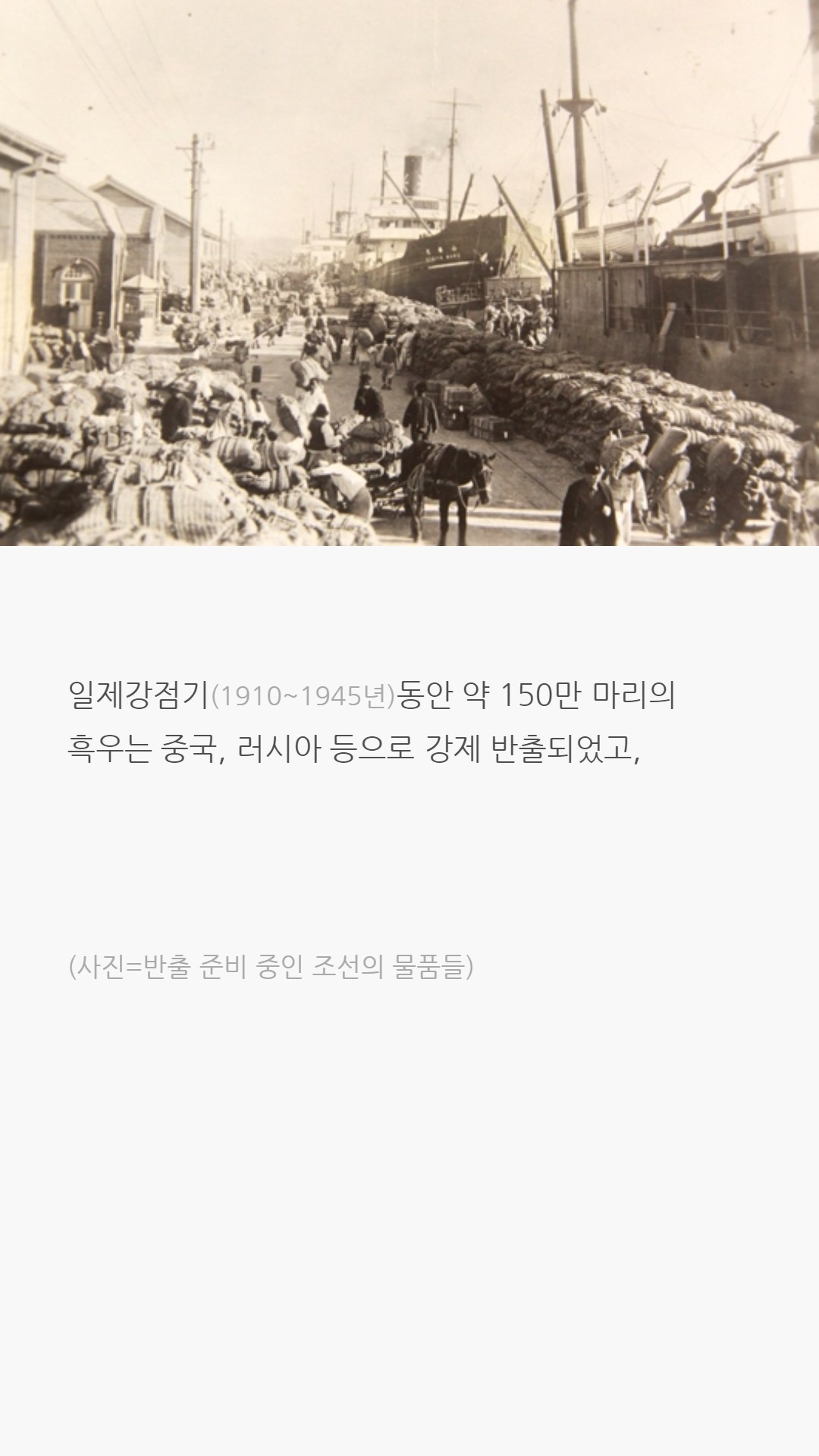 우리나라 한우는 왜 황색일까?jpg | 인스티즈