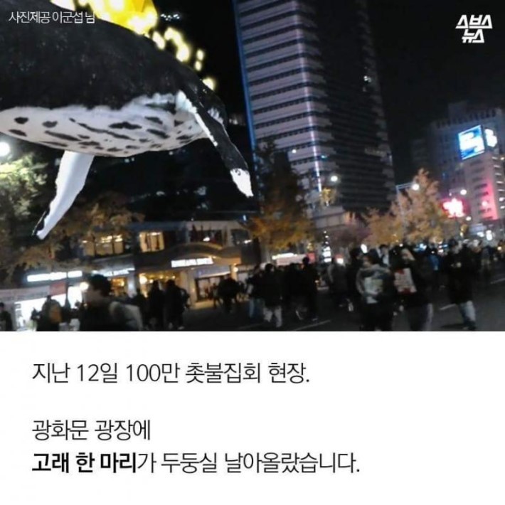 광화문에 날아오른 고래 한 마리... | 인스티즈