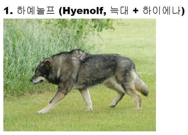 교배 성공한 희귀동물들 ㅋㅋ | 인스티즈